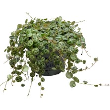 Betonish Peperomia Prostrata (Kaplumbağa Kabuğu Çiçeği)