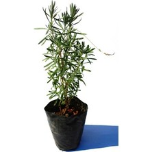 Sinek Kovucu Lavanta Fidanı 10-20 cm