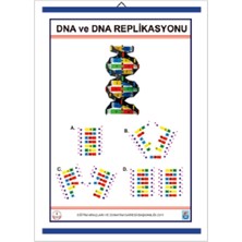 Dna ve Dna Replikasyonu Öğretici Levha, Bilimsel Eğitim Araçları