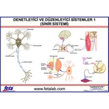 Sinir Sistemi Denetleyici ve Düzenleyici Levhası, Güvenlik ve Düzen Sağlar.