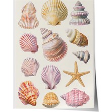 Çerçevesiz Poster, Denizin Hazinesi – Vintage Kabuk Illüstrasyonu  Poster No: 107445