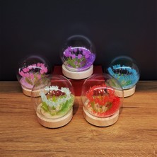 LED Işıklı Lale Cam Fanus 1 Adet