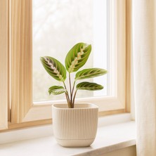 Homing Mini Kare Krem Saksı 242200