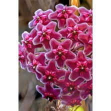 Hoya Mum Çiçeği Özel Kırmızı 10-15 cm