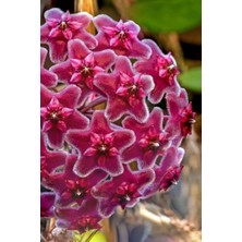 Mum Çiçeği Egzotik Kırmızı 10-15CM Ev Salon Balkon Bitkisi