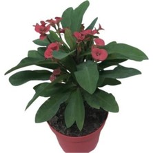 Saksılı Ebruli Dikenler Tacı Japon Iğnesi Euphorbia Milii 5-15 cm
