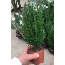 Mini Ev Çamı Salon Çamı Elwoodii Chamaecyparis