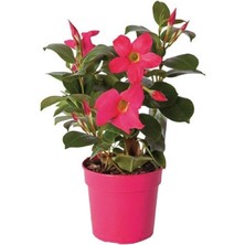 Pembe Mandavilla Dipledenya Salon Bitkisi Hollandadan Ithal 30-35CM