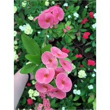 Dikenler Tacı Çiçekli Ithal Tayland Milli