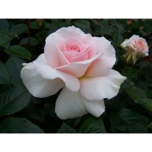 Saksılı Yediveren Pembe Beyaz Sarmaşık Ponpon Gül Fidanı 15-25 cm