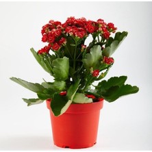 Kırmızı Renk Canlı Kalonchoe (Kalanşo) Çiçeği 10.5 cm Saksı Çapı