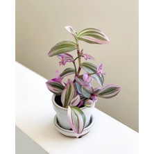 Tradescantia Nanouk Telgraf Çiçeği 5,5 cm Küçük Saksıda