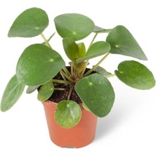 Pilea Peperomioides Şans Çiçeği Saksıda