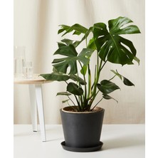 Monstera Deliciosa Deve Tabanı 60-80 cm Orta Boy