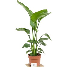Strelitzia Nicolai - Starliçe Cennet Kuşu Bitkisi 50-80 cm Salon Bitkisi