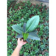 Salon Bitkileri Kauçuk Çiçeği (Yeşil)