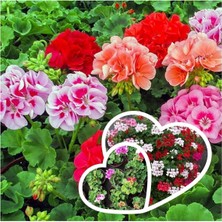 Kabir Için 6 Adet Mezarlık Sardunyası Fidesi