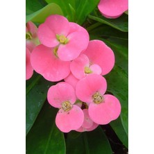 Eubhorbia  Şeker Pembe  Taç Çiçeği ( En Dayanıklı Çiçek ) 15CM  Mini Boy /şuan Çiçeksizdir