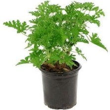 Pelargonium Odoratissimum Itır Bitkisi Gül Damlası