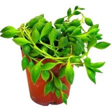 Tesbih Çiçeği Boncuk Sukulent 5,5 Cm.lik Saksıda 'çiçek Açan Cins'