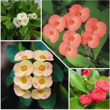 4 Adet Dikenler Tacı Sarı-Kırmızı-Pembe-Beyaz Doğa Flora