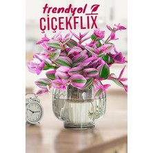 Pembe Nanouk Telgraf Çiçeği Minik