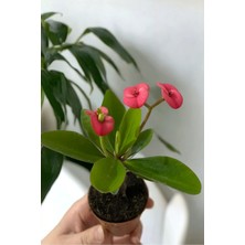 Iç Mekan Pink Pembe  Butter Euphorbia Dikenler Tacı Mini Boy 10-15CM