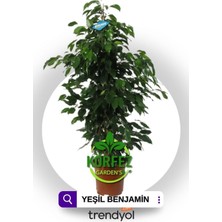Benjamin Ficus Canlı Ev ve Ofis Bitkisi