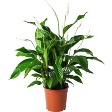 Canlı Saksılı Spatıfılyum Çiçeği Çoklu (Barış Yelken Çiçeği)-Iç Mekan,ev&ofis Bitkisi