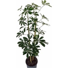 Şeflera Çiçeği Tek Dal 'ev Ofis Salon Bitkisi'