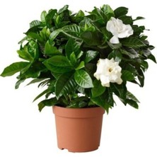 Gardenia Jasminoides Kokulu Gardenya Ev ve Ofis Bitkisi 10.5 cm Saksıda