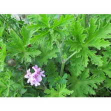 Itır Çiçeği Kokulu Sardunya Cinsi 14CM.LIK Saksıda Yaz Kış Kalıcı Bitki