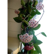 Mum Çiçeği – (Hoya Carnosa) - Askılı Saksıda