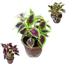 3 Adet Farklı Tür Yaprak Güzeli Çiçek Seti