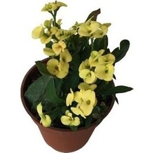 Biorganix Dikenler Tacı Japon Iğnesi Euphorbia Milii (Sarı )