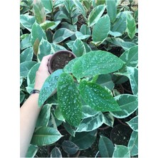 Söğüt Begonya (Pembe)