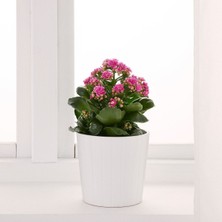 Açık Pembe Canlı Kalanchoe Çiçeği Saksılı Ithal 5.5 cm Saksıda