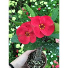 Dikenler Tacı Çiçekli Ithal Tayland Milli