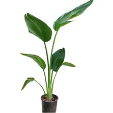 Strelitzia Nicolai Starliçe Cennet Kuşu Bitkisi 40-50CM Tek Gövde Salon Ofis Ev Iç Mekan Bitkisi
