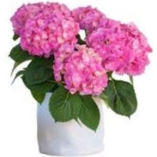 Pastel Pembe Ortanca Fidanı 10-30 cm Hydrangea Macrophylla