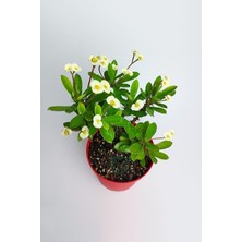 Saksılı Sarı Dikenler Tacı Japon Iğnesi Euphorbia Milli 5-15 cm
