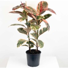 Kauçuk Çiçeği Tekli Pembe Alacalı 80-100CM. Ev Salon Ofis Çiçeği