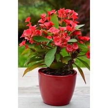 Iç Mekan Euphorbia Kırmızı Mini Boy 5.5cm Saksıda
