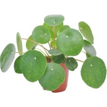 Pilea Çiçeği Peperomioides -Çin Para Çiçeği Ev Salon Çiçeği