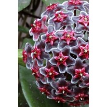 Mum Çiçeği Mor-Pembe 10-15CM Ev Salon Bitkisi