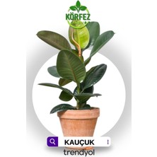 Salon Bitkileri Kauçuk Çiçeği (Kırmızı)