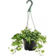 Askılı Saksıda Ingiliz Sarmaşığı Bitkisi Hedera Helix