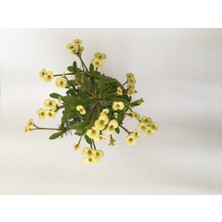 Dikenler Tacı Küçük Çiçekli Ithal Euphorbia Milli (Sarı)
