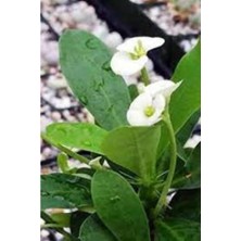 Beyaz Dikenler Tacı Japon Iğnesi Euphorbia Milii 5-15 cm