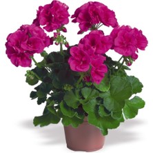 Mor Top Sardunya Çiçeği